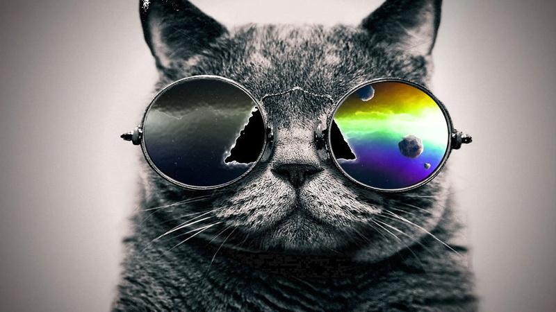 indoors, feline, domestic animals, animal body part, eye, eyesight, no people, animal eye, animals, pets, portrait, domestic cat, mammal, cat, one animal