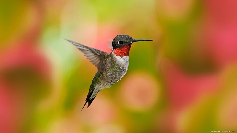 black, flying, brown, 1080P, hummingbird, feathers, bird, backward, humming, red, animals