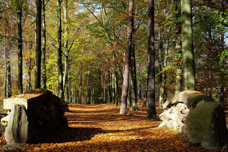 forest, footpath, tranquil scene, autumn, plant, scenics - nature, land, leaves, the way forward, woodland, tree trunk, change, kromlau, tree, nature, tranquility