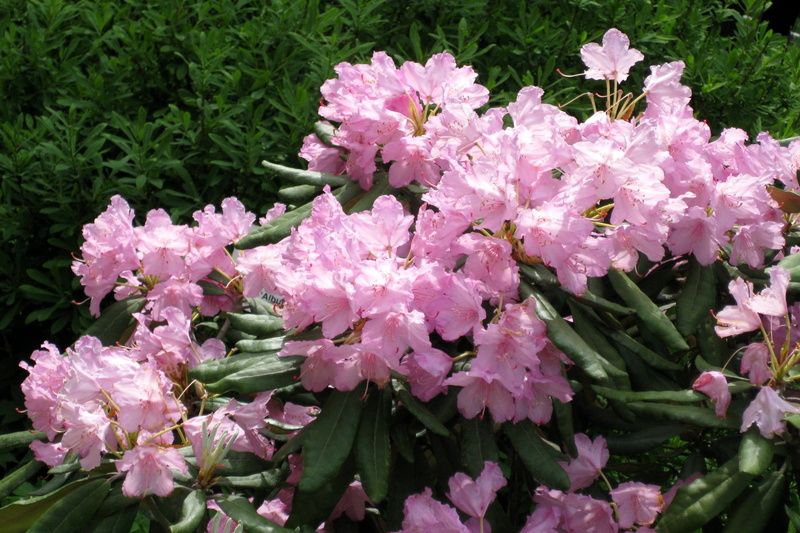 springtime, petaled, inflorescence, multi Colored, gardening, green Color, ornamental Garden, plant, bush, azalea, petal, leaf, freshness, flower Head