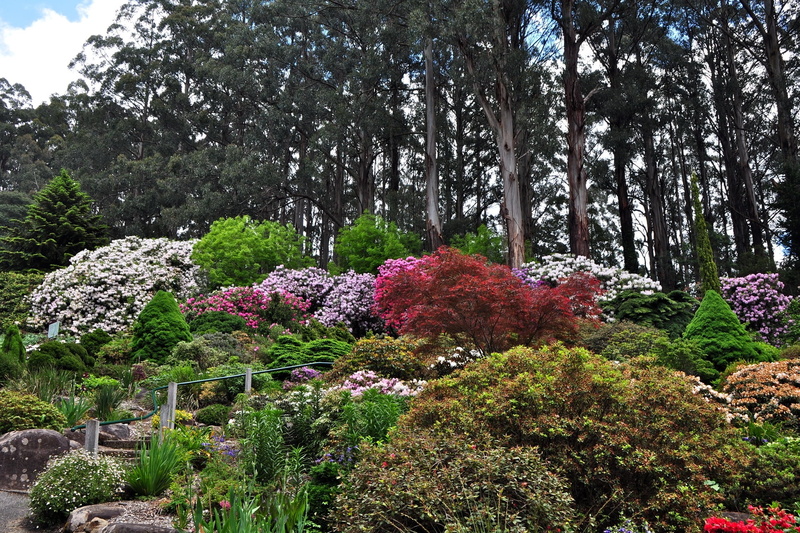 rhododendron, flower Head, botany, landscape, azalea, multi Colored, green Color, park - Man Made Space, no People, 1080P, freshness, leafed, springtime