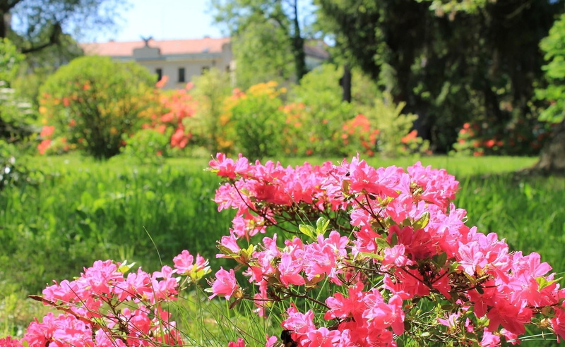 shrub, vulnerability, tree, leaf, flowerbed, grass, blossom, 1080P, no People, twigs, herbs, flowers, gardening, growth, freshness, focus on foreground
