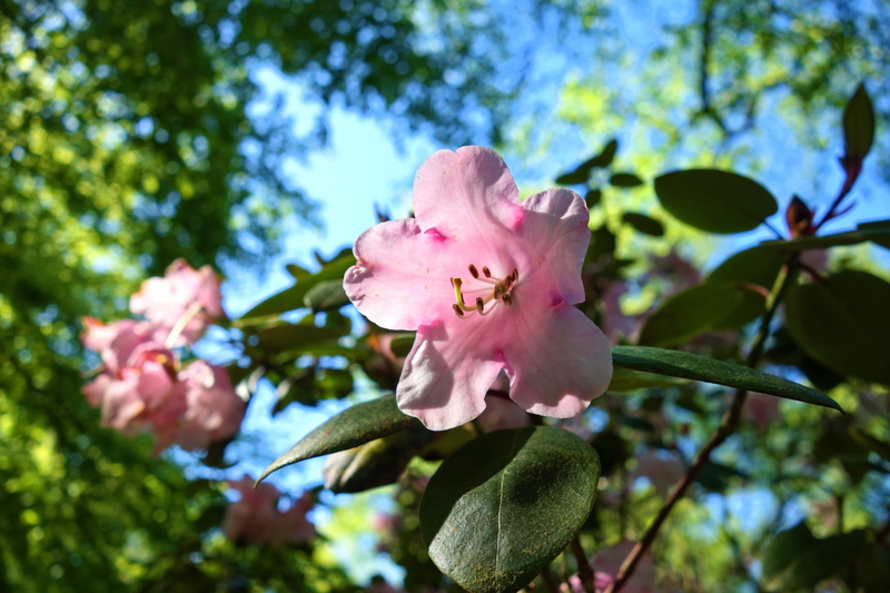 growth, rhododendron, fragility, freshness, focus on foreground, foliage, petaled, beauty in nature, plant, inflorescence, bloom, pink color, pollen, tree