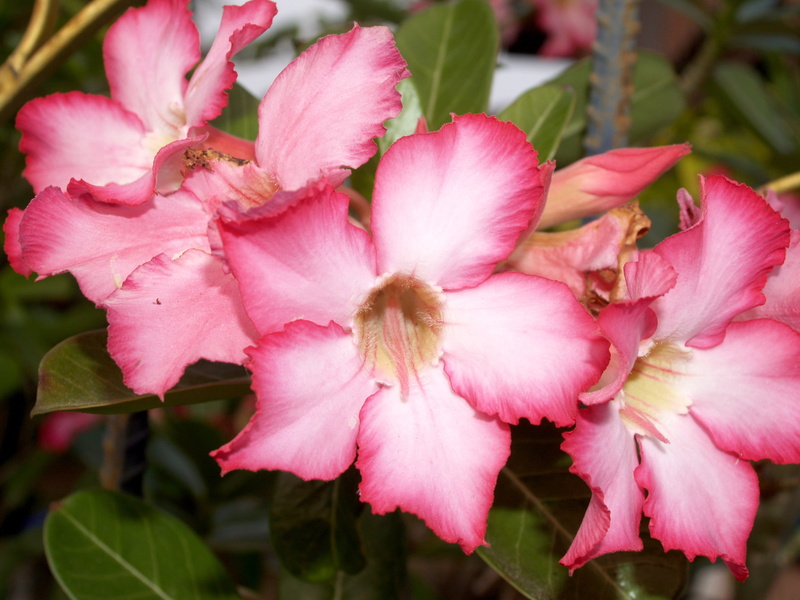 beautiful, pollen, bunch of flowers, inflorescence, vulnerability, day, pretty, beauty, softness, blooming, outdoors, growth, garden, plant, flower, azalea