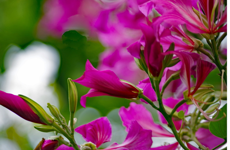 nature, colorful, selective focus, focus on foreground, bloom, vulnerability, close up, blossom, no people, romantic, beauty in nature, springtime, petal