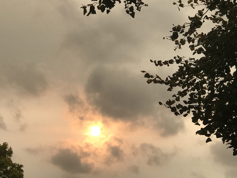 cloud - sky, nature, growth, london, silhouette, low angle view, beauty in nature, tranquility, branch, yellowsky, sun, london borough of richmond upon thames