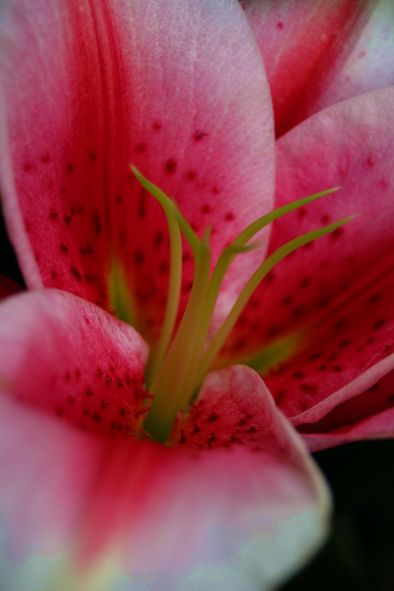 petal, no people, flower, borough market, pollen, close-up, inflorescence, plant, macro, outdoors, 2K, botany, selective focus, beauty in nature, vulnerability