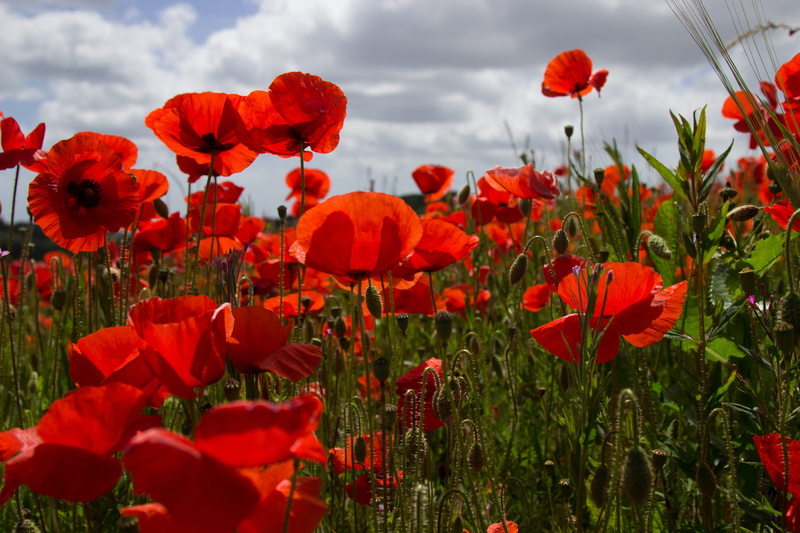 flowerbed, no people, petal, close-up, sky, 5K, freshness, flowering plant, fragility, land, growth, nature, cloud - sky, springtime, outdoors, beauty in nature