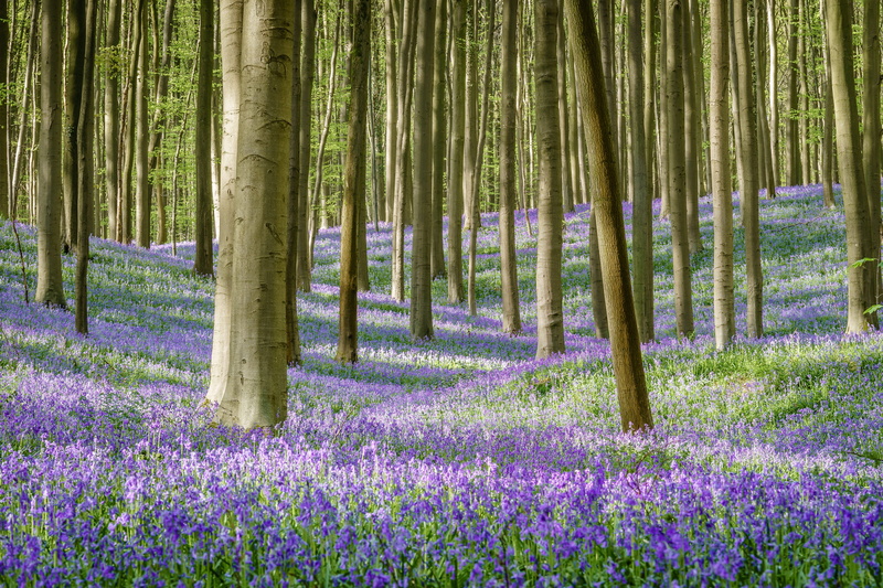 beauty in nature, non-urban scene, land, growth, no people, purple, outdoors, plant, flanders, tranquility, tranquil scene, hallerbos, bamboo - plant, field