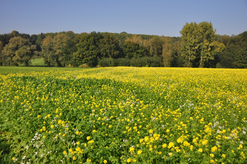 outdoors, tranquil scene, belgium, crop, scenics - nature, flowering plant, 4K, flower, agriculture, landscape, nature, west-flanders, springtime, beauty in nature