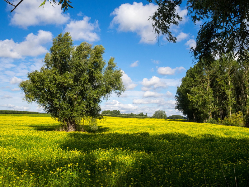 green Color, field, agriculture, meadow, trees, green  yellow, Summers End, nature, green, plant, cloud - Sky, 4K, oilseed Rape, Flanders, rapeseed, blue