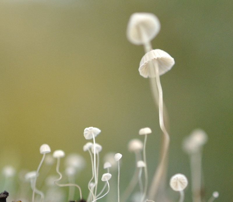 ancient  woodland, Mushrooms, England, Green  Flag  Award, fungus, springtime, Nature, close-up, Leicestershire, Outwoods, Nikon, photography, flower, plant