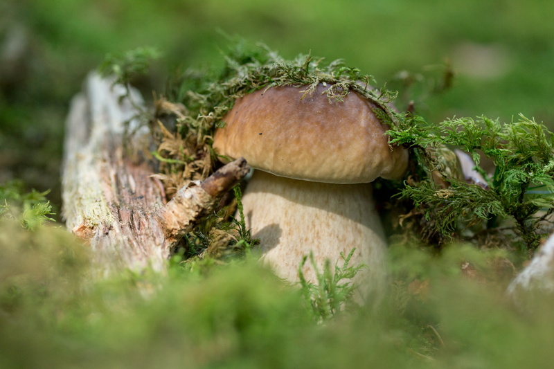 toadstool, day, outdoors, wood, fungus, close-up, selective focus, plant, food, land, 2K, no people, mushroom, forest, green color, moss, growth, poisonous