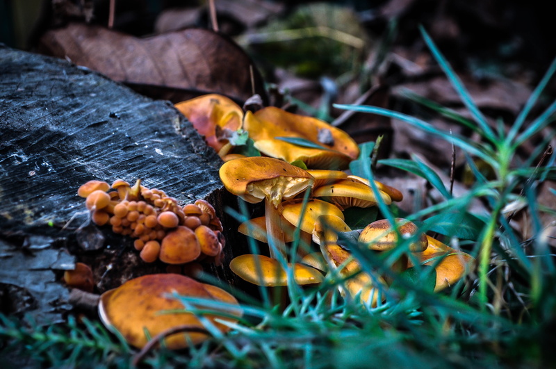 falling, 4K, fungus, brown, field, nature, fragility, outdoors, plant, land, change, food, selective focus, freshness, shrooms, leaf, landscape, leaves