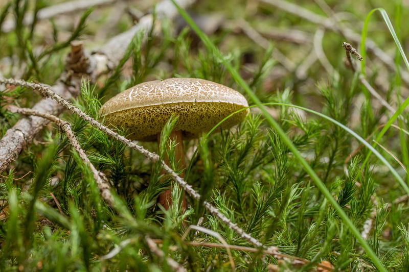 moss, mushroom, beauty in nature, fragility, field, toadstool, no people, dew, grass, nature, close-up, edible mushroom, outdoors, forest, food, growth