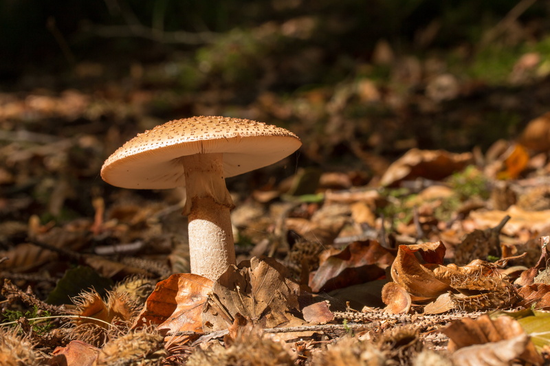 fall, close-up, leaves, beauty in nature, no people, food, growth, fragility, land, mushroom, outdoors, poisonous, dry, surface level, focus on foreground