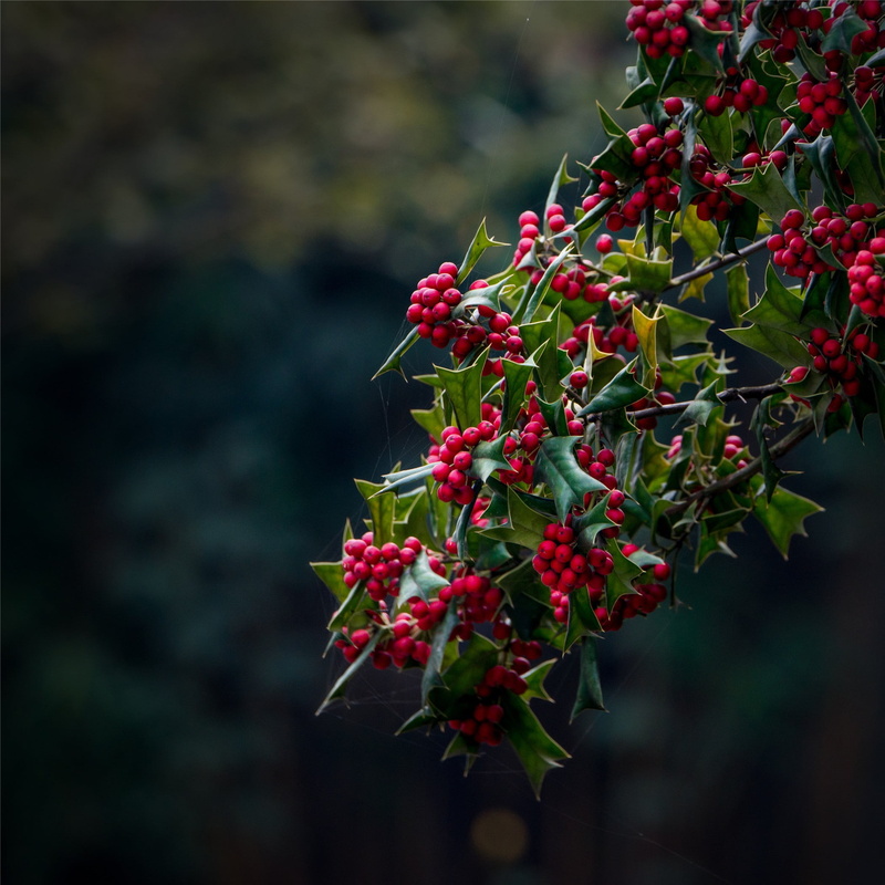 summer, freshness, lot, plant, nature, outdoors, shallow, close-up, christmas holly, tree, wellbeing, food and drink, berry, rowanberry, red, beauty in nature