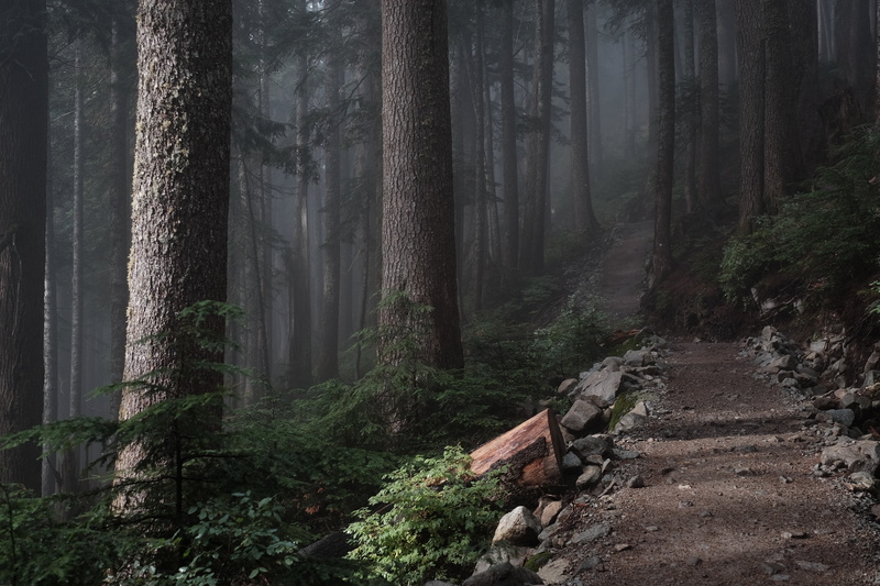 no people, trunk, tranquility, fog, green, plant, beauty in nature, forest, remote, nature, tree, woodland, landscape, growth, scenics - nature, tree trunk