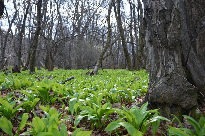 tranquil scene, outdoors, leaf, beauty in nature, no people, field, forest, growth, tree, land, trunk, branch, plant part, nature, ramsons, timber, woodland