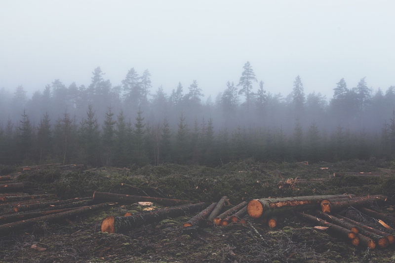 wood, forest, 1080P, timber, mist, nature, pine trees