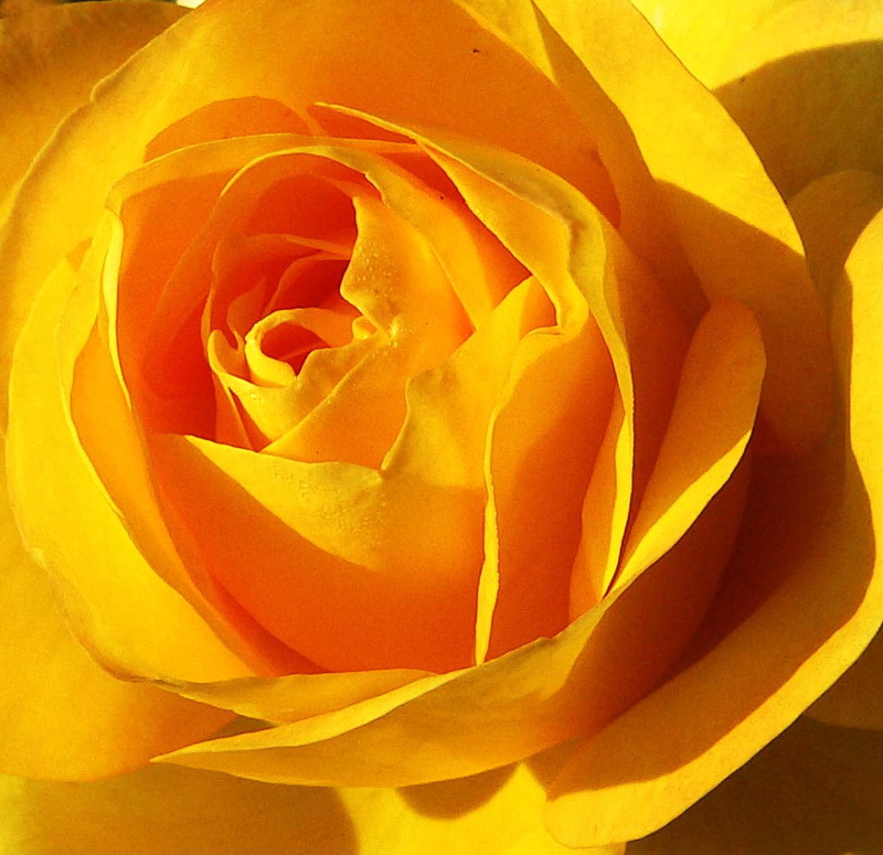backgrounds, rose - Flower, enchanting, garden, macro, For You, petal, yellow  rose, rosa, 480P, nature, flower, lovely, flower Head, Shalini, bewitching