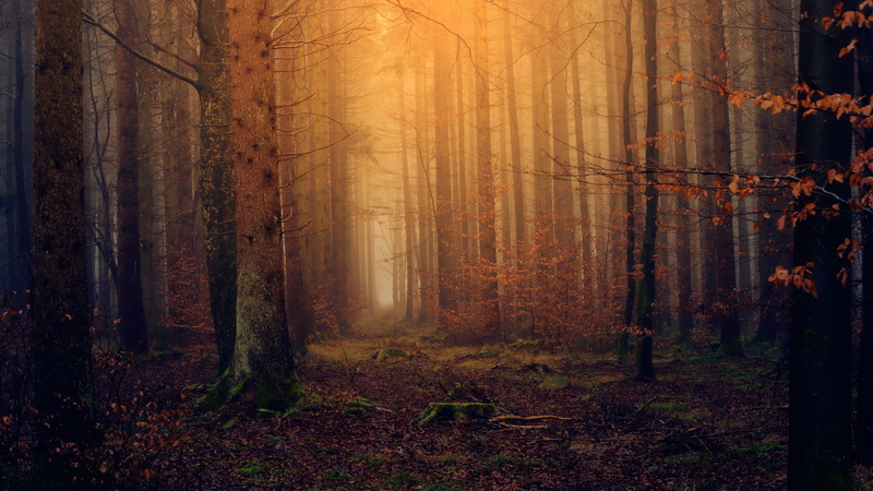 forest path, 4K, twilight, autumn, autumn forest, forest, path, enchanted forest