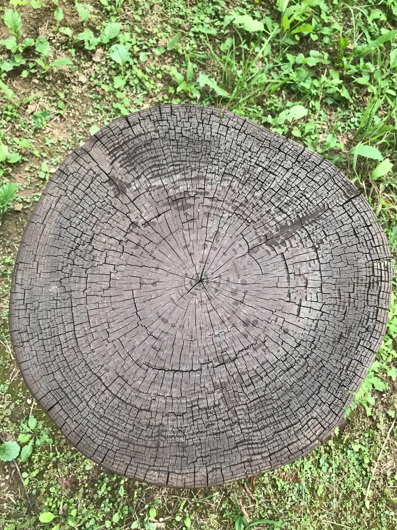 concentric, tree, textured, cross section, tree growth ring, tree stump, no people, cutting, cut trees, land, forest, wood - material, shape, tree ring