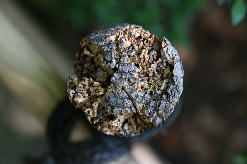 directly above, textured, wild, circle, rough, food and drink, also clearly sense, beauty in nature, Annual, selective focus, 1080P, food, natural pattern