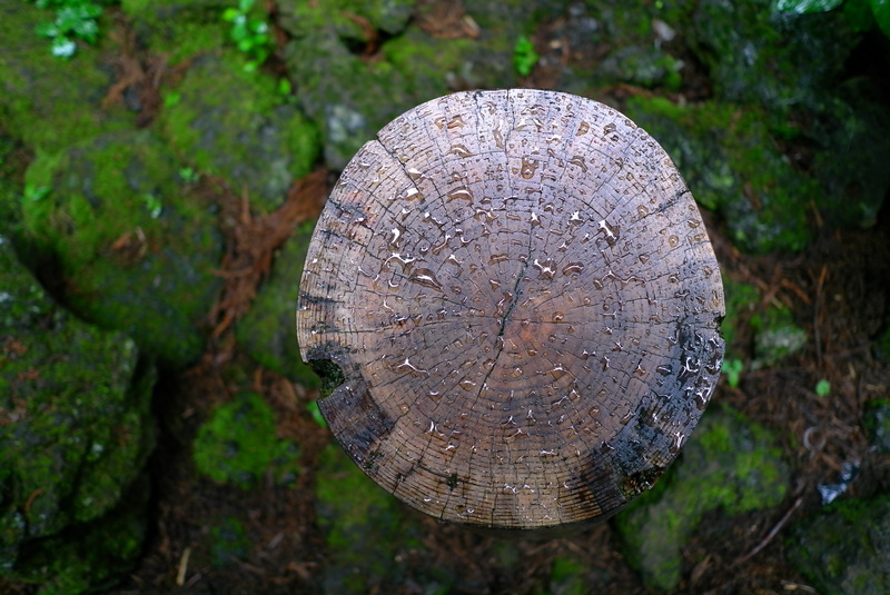 non, day, nature, 4K, no people, annual zone, rough, geometric shape, tree stump, land, raindrops, tree ring, outdoors, circle, plants, log, plant, texture