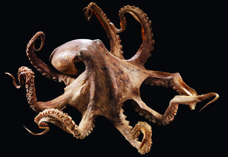 animal bone, ocean, sealife, animal body part, no people, single object, body part, bone, 4K, animal head, dried, animal wildlife, animal themes, Octopus