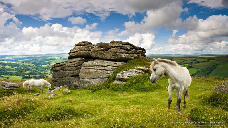 park, Animals, national, england, dartmoor, 2K, chinkwell, tor, devon