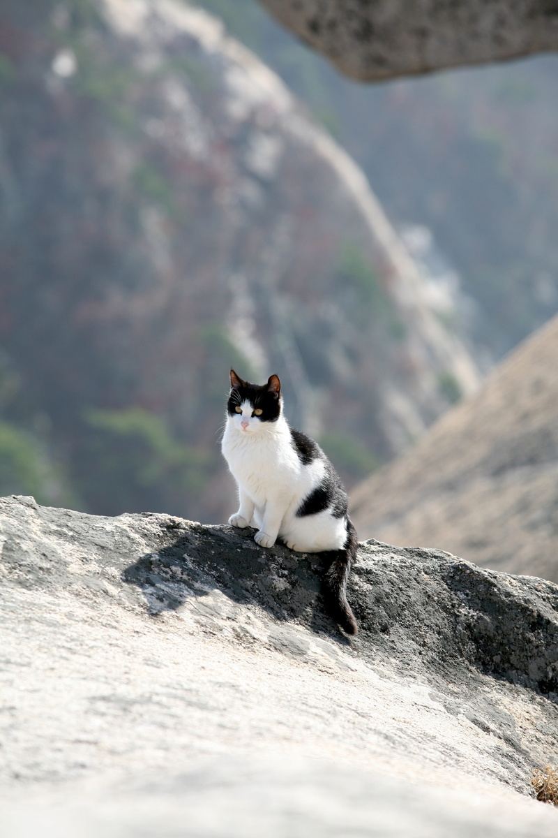 outdoors, feline, Seoul, mammal, domestic, mountain, rock, bukhansan mountain, animal, rock - object, 4K, mountain cat, domestic cat, solid, domestic animals