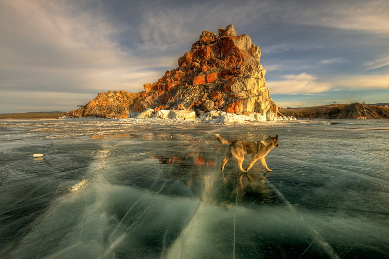 spring, lake, ice, dog, the sun, 1080P, Baikal