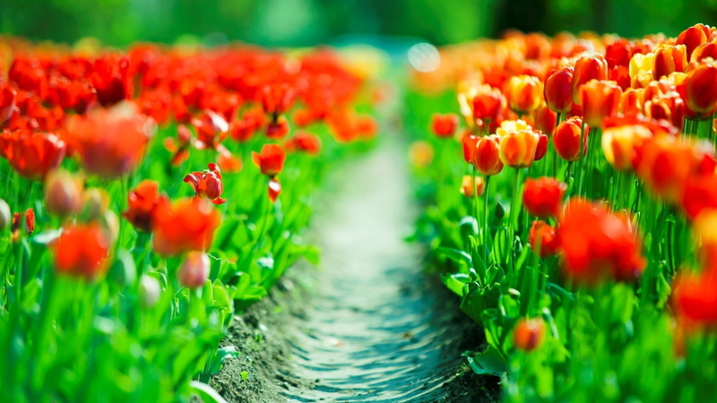 Red, 1080P, tulips, Tulip, Hazy, Beauty