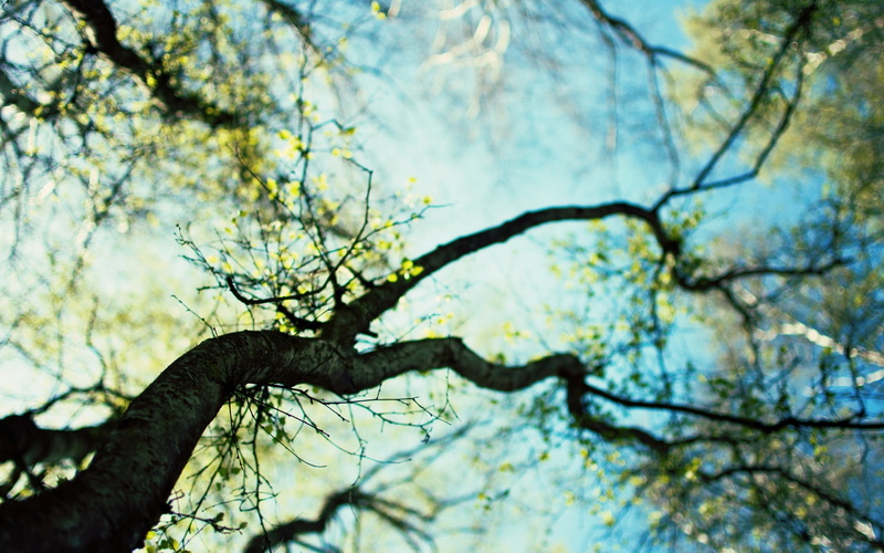 Sky, Germination, Spring, 2K, Hazy, Background, Tree