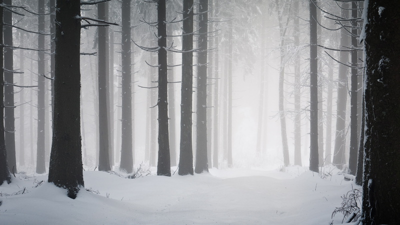 tranquility, beauty in nature, trunk, trees, mist, 4K, woodland, fog, path, forest, tree trunk, tree, covering, environment, plant, no people, outdoors