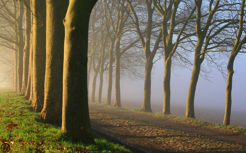 beauty in nature, mist, land, environment, scenics - nature, trunk, day, plant, fog, tree trunk, tree, growth, sunlight, 2K, nature, treelined, fall, tranquil scene