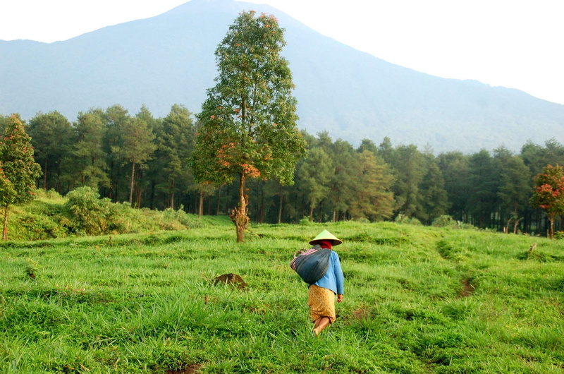 beauty in nature, mountain, tranquility, tranquil scene, real people, tree, destination, borobudur, indonesia, java, morning, ancient, green color, outdoors