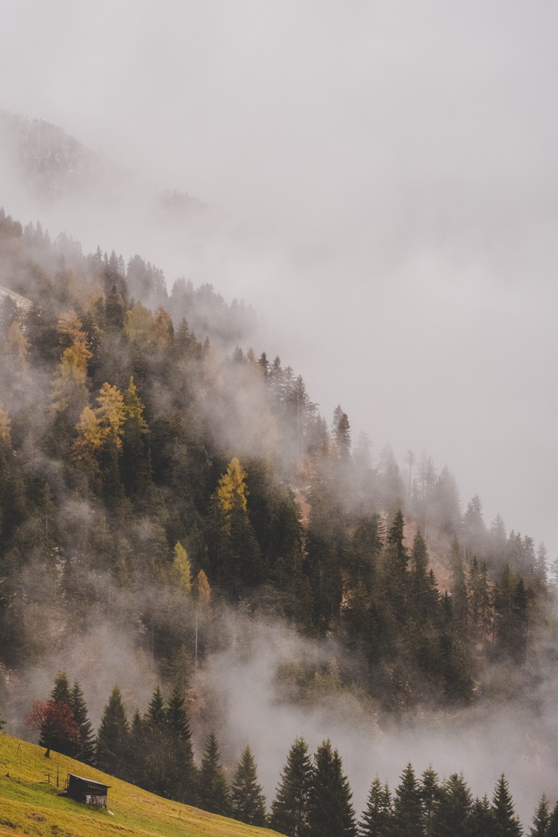 smoke, plant, growth, misty tree, cloud - sky, autumn, non-urban scene, idyllic, mountain, autumn, coniferous tree, vertical, autumn color