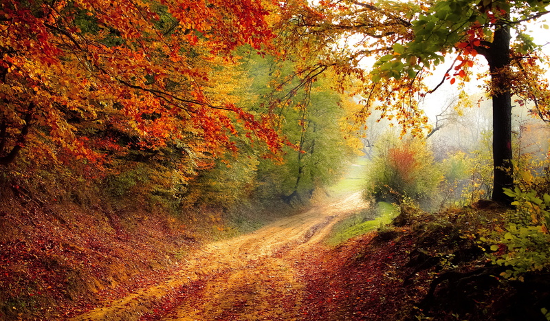 trail, autumn, fall, nature, forest, light, forest landscape, beauty in nature, tranquility, season, single lane road, plant part, autumn collection, tree