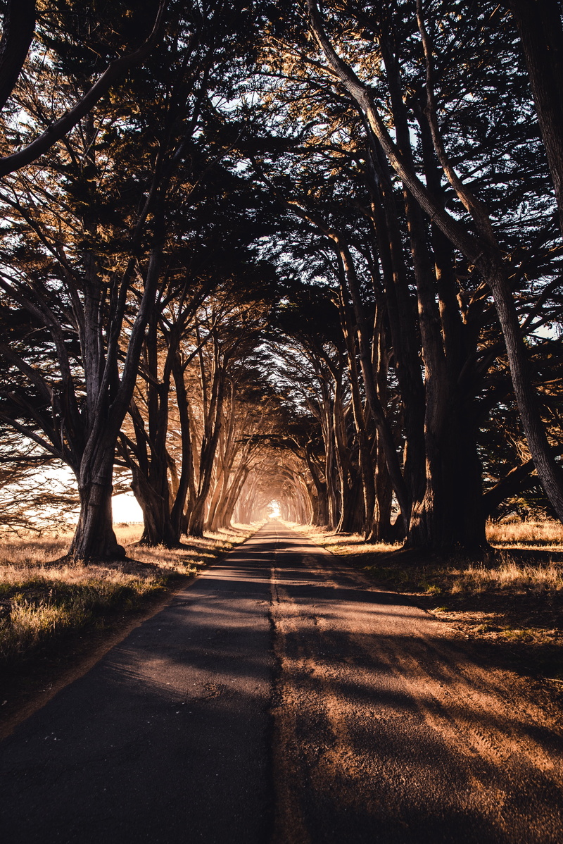 green, vanishing point, sunset, sun, autumn, single Lane Road, park - Man Made Space, sunbeam, transportation, forest, morning, tranquil Scene, the way forward