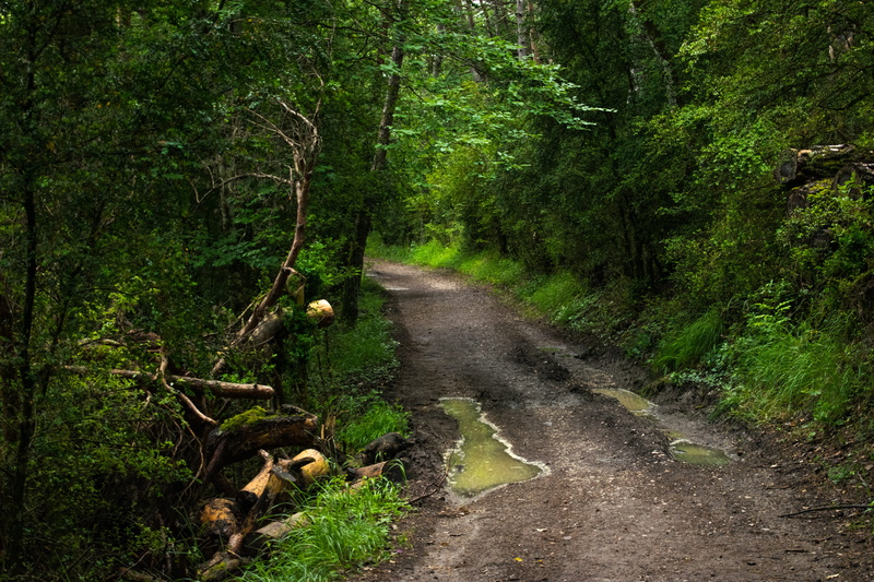 wonderful, beauty in nature, forest, green, woodland, tourism, outdoors, environment, dirt Road, of course, dirt, santiago path, places, tranquility, wild