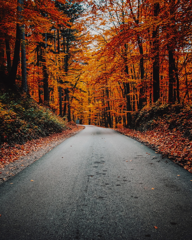 fall, land, tranquil scene, conifer, orange color, sopron, dirt road, 2K, no people, tarmac, scenics - nature, concrete, asphalt, road, tranquility, birch
