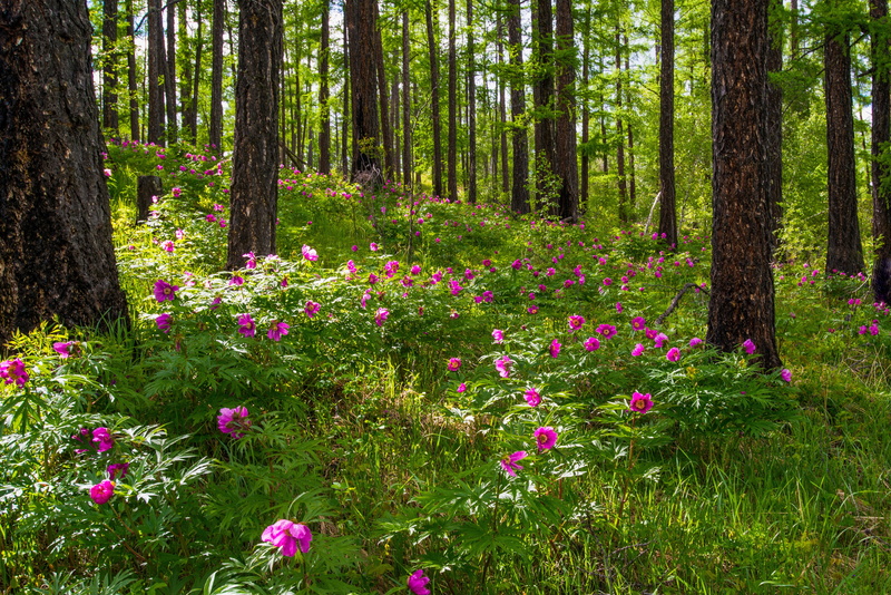 environment, petaled, trunk, land, outdoors, scenics - nature, tranquility, pine tree, daytime, bogart village, larch forests, green color, trees, tree