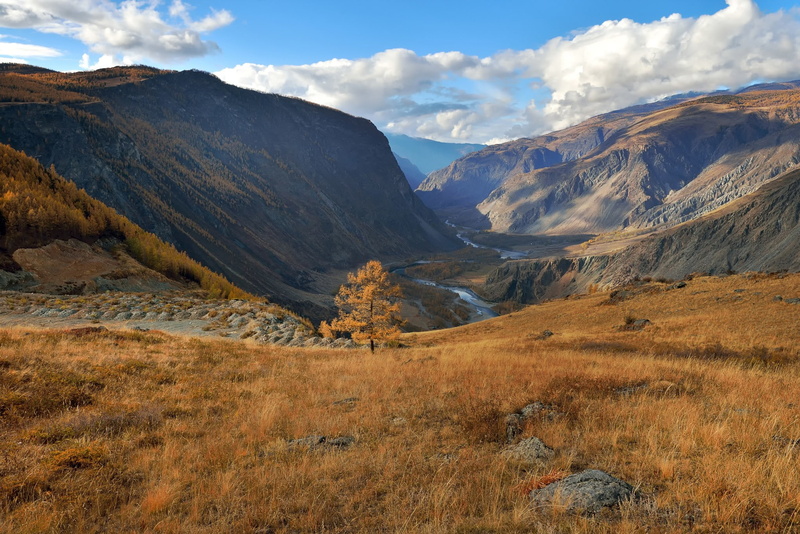 Image, Altai, 1080P, larch, HD, background, fall, picture