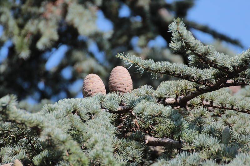 christmas, pine cones, green color, freshness, branch, low angle view, beauty in nature, plant, tree, no people, fir Tree, winter, outdoors, land, larch cones