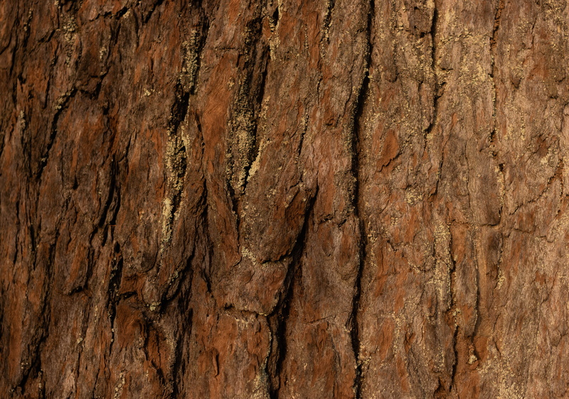 no people, outdoors, tree, can, plant, patern, hardwood, wood grain, patern wood, gong, close, conifer, natural pattern, tree trunk, nature, abstract backgrounds