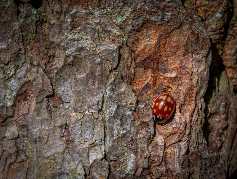 trunk, rough, one animal, plant, beetle, no people, close-up, animal wildlife, larch, focus on foreground, bespozvonochnoe, invertebrate, animals in the wild