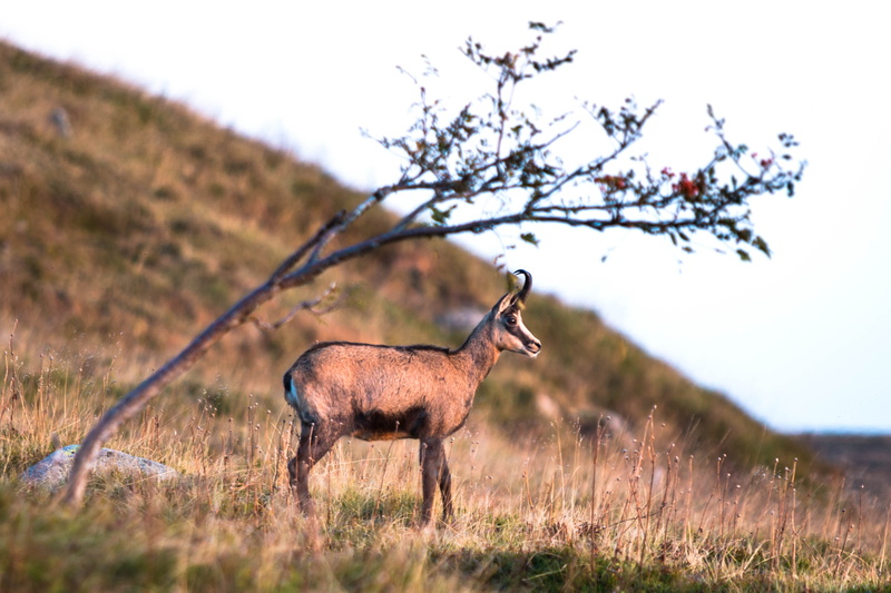 elk, gazelle, field, wildlife, larch, no people, tree, standing, outdoors, herbivorous, white, brown, animal themes, agropyron, slope, lawn, vertebrate