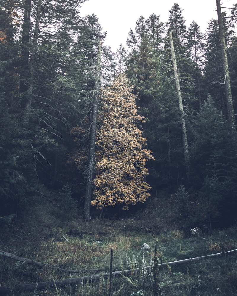 coniferous tree, forest, conifer, non-urban scene, banister, woodland, housing, airfield, road, sky, tree, tranquility, grey, scenics - nature, bridge